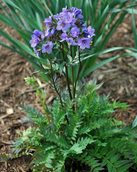 Polemonium caeruleum 'Bressingham Purple' (Jacob's Ladder)