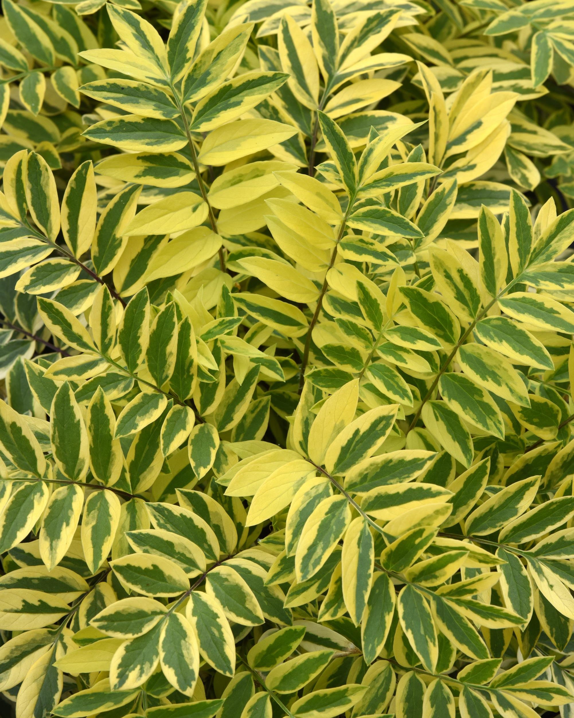 Perennial Farm Marketplace Polemonium Golden Feathers