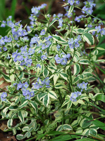Polemonium reptans 'Stairway to Heaven' (Variegated Jacob's Ladder)