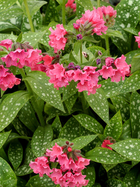 TERRA NOVA Silver Bouquet Lungwort - Thumbnail 5