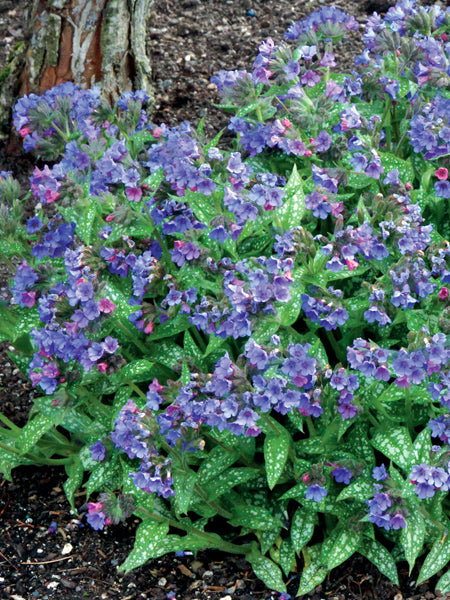 Perennial Farm Marketplace Pulmonaria Trevi Fountain - Thumbnail 4