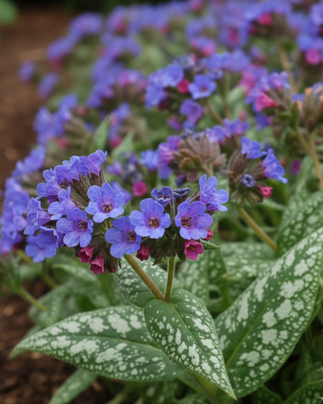 Perennial Farm Marketplace Pulmonaria Trevi Fountain