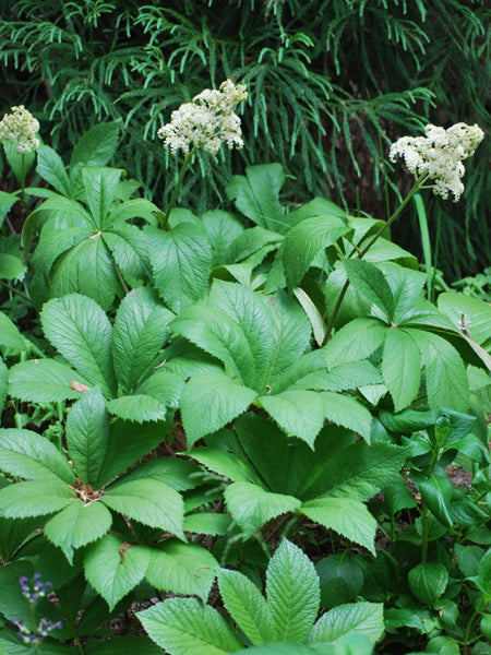 Rodgersia aesculifolia (Rodger's Flower)