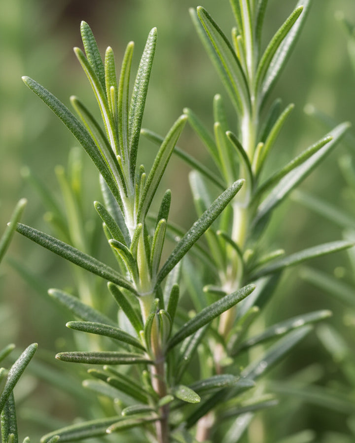 Rosmarinus officinalis 'Arp' (Hardy Rosemary)