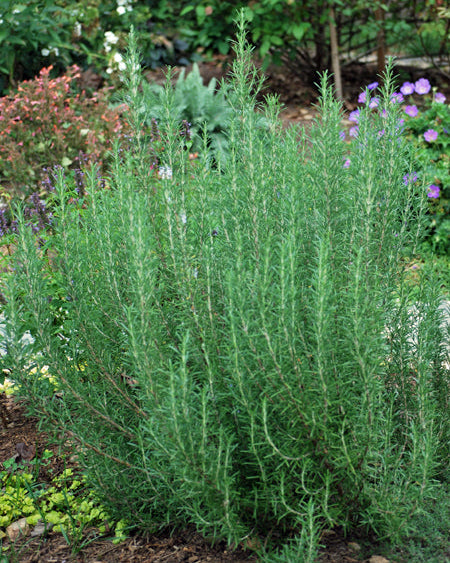 Rosmarinus officinalis 'Arp' (Hardy Rosemary)