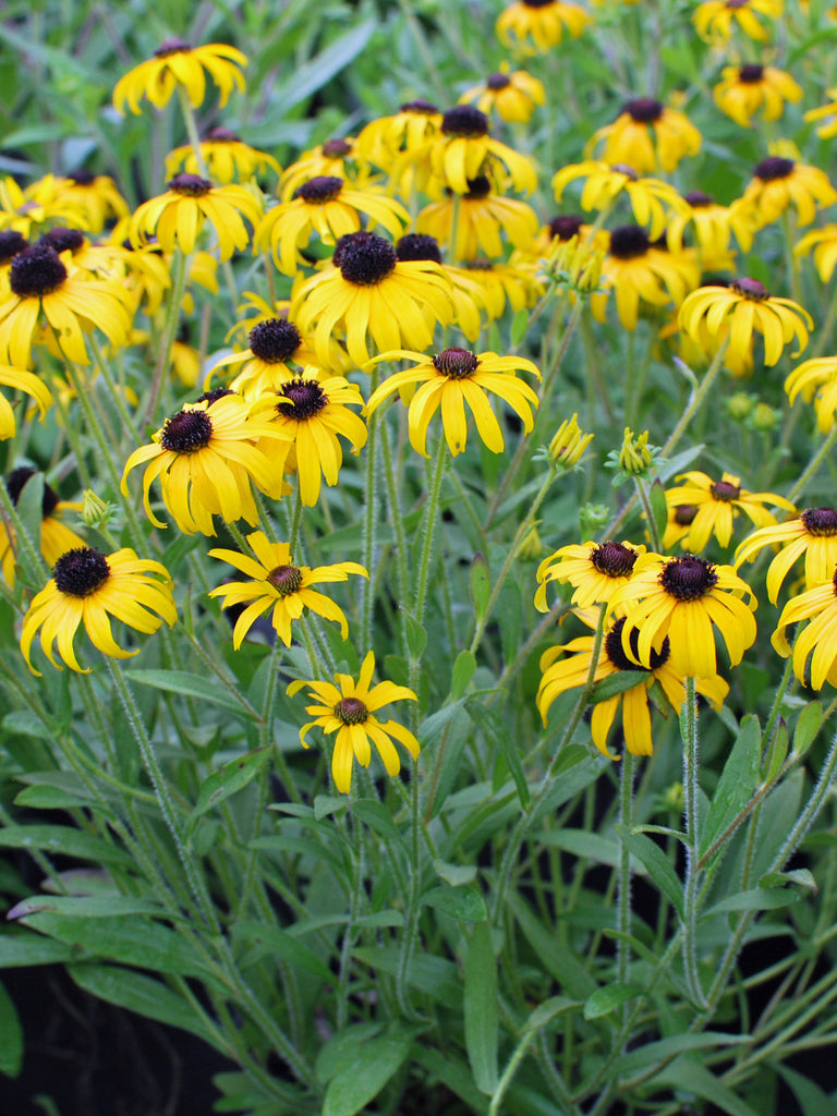 Rudbeckia x 'American Gold Rush' (Black-eyed Susan) – Perennial