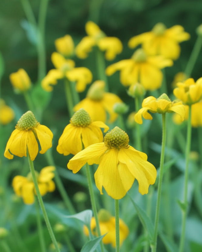 Rudbeckia l. 'Autumn Sun' (Coneflower)