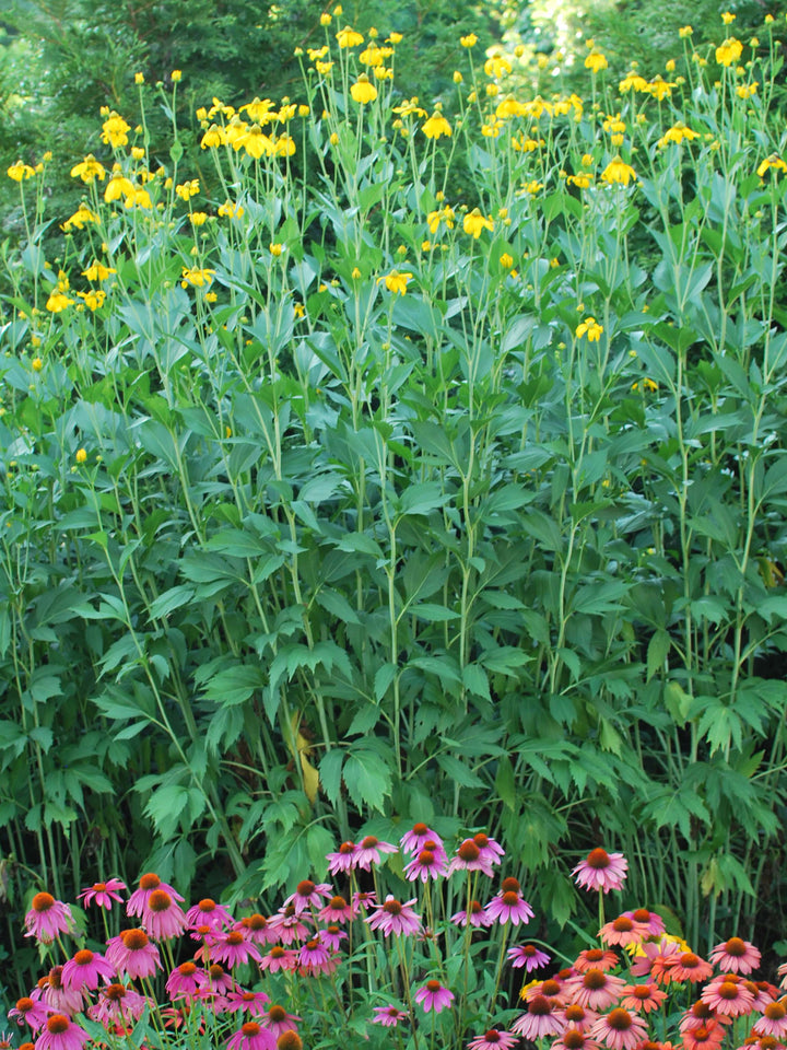 Rudbeckia l. 'Autumn Sun' (Coneflower)