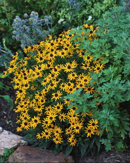 Rudbeckia fulgida var. sullivantii 'Little Goldstar' (Dwarf Black-Eyed Susan)