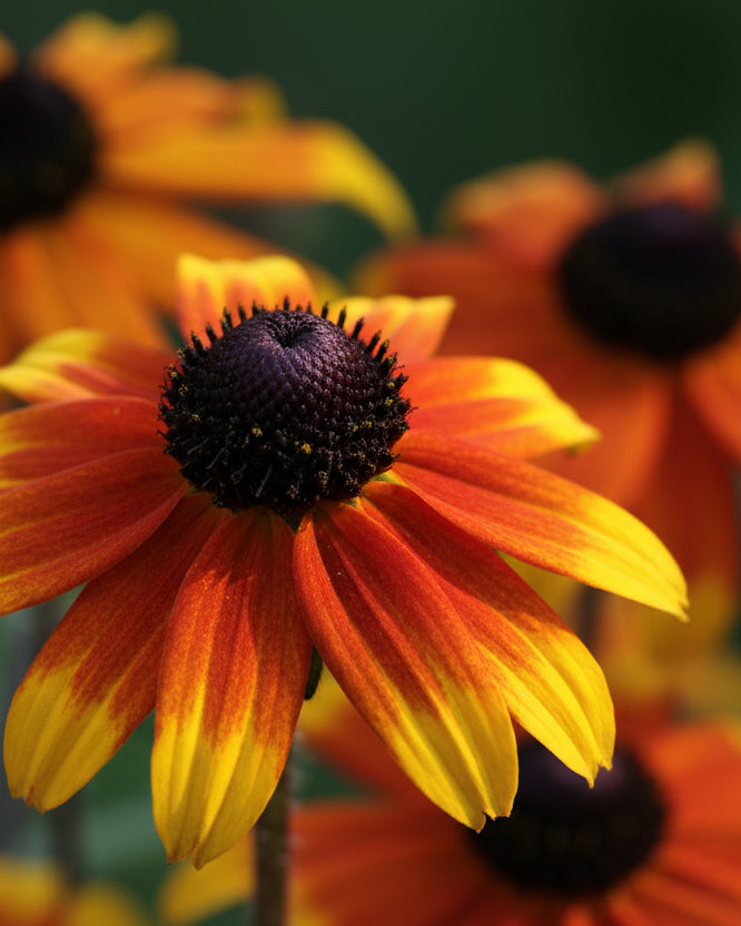 Rudbeckia triloba 'Prairie Glow' (Brown-Eyed Susan)
