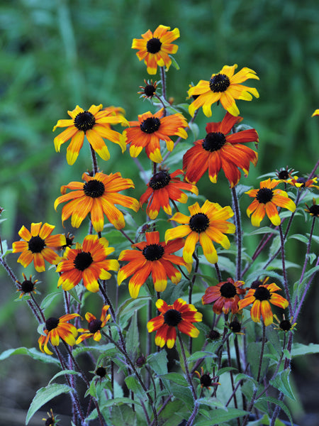 Rudbeckia triloba 'Prairie Glow' (Brown-Eyed Susan)
