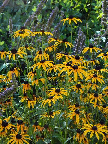 Rudbeckia fulgida var. deamii (Black Eyed Susan)
