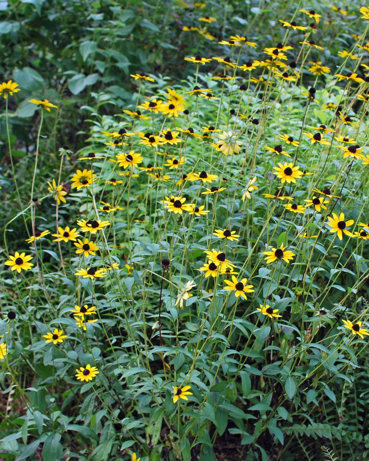Rudbeckia fulgida var. fulgida (Black-Eyed Susan)