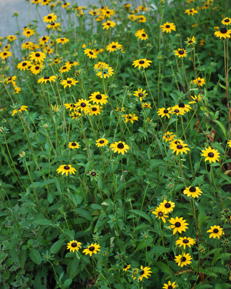 Rudbeckia fulgida var. fulgida (Black-Eyed Susan)