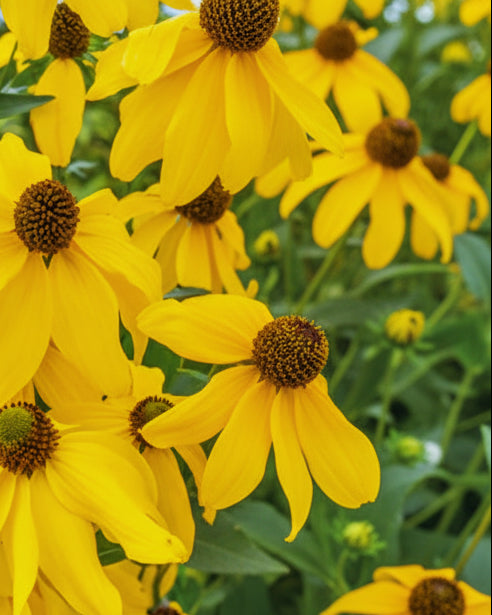 Rudbeckia laciniata (Cutleaf Coneflower)
