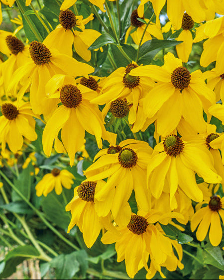 Rudbeckia laciniata (Cutleaf Coneflower)