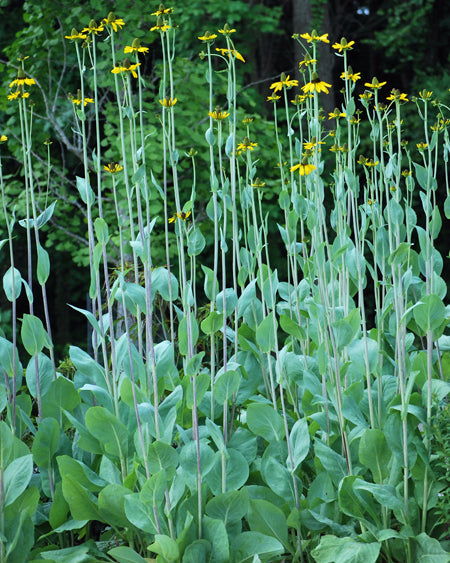 Rudbeckia maxima (Coneflower)