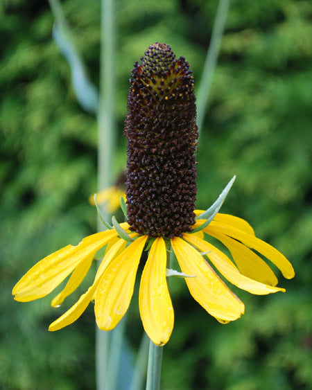 Rudbeckia maxima (Coneflower)