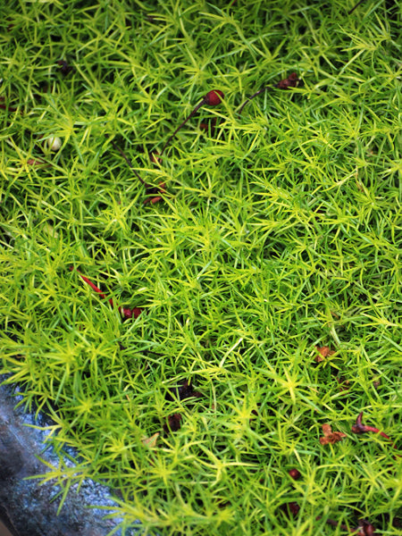 Sagina subulata 'Aurea' (Scotch Moss)