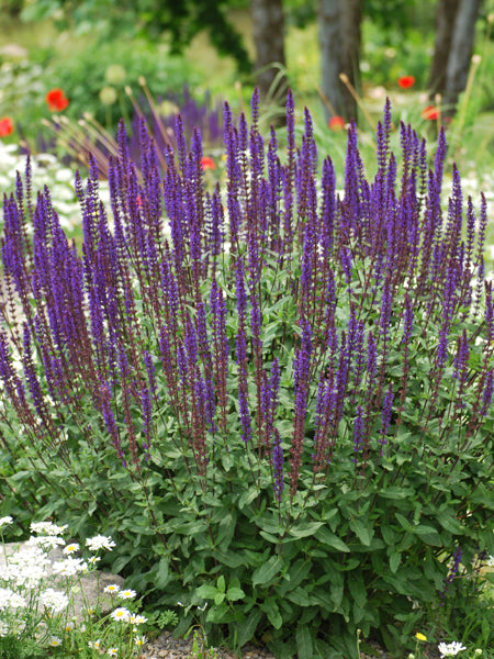 Perennial Farm Marketplace Salvia nemorosa Caradonna
