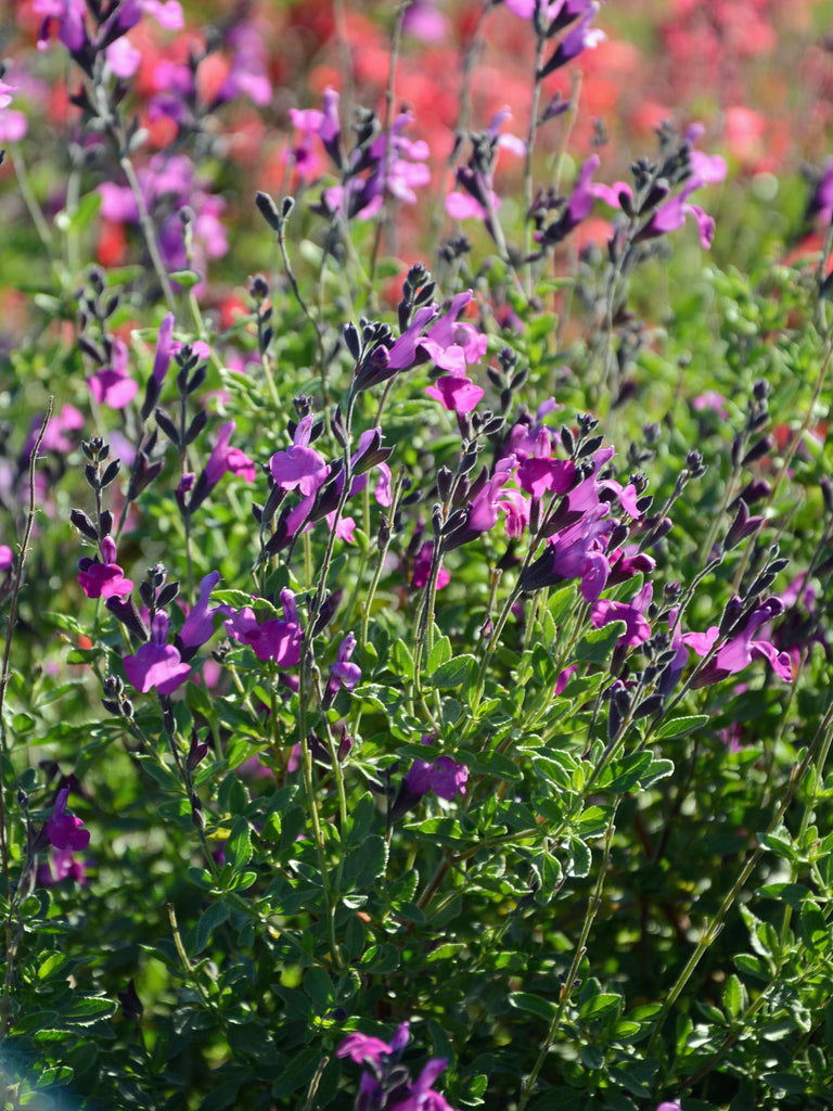Salvia greggii Arctic Blaze® Purple (Autumn Sage) – Perennial Farm