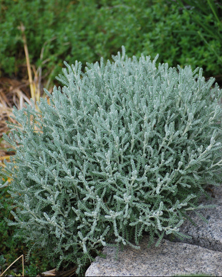 Santolina incana nana (Lavender Cotton)