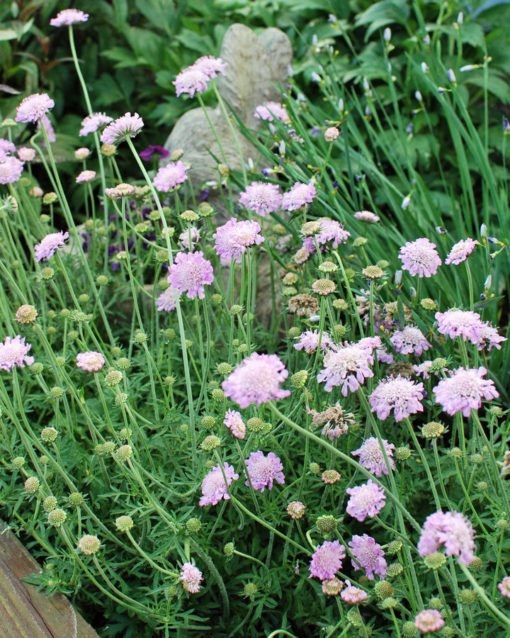 Scabiosa columbaria 'Pink Mist' (Pincushion Flower)