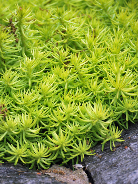 Sedum r. 'Prima Angelina' (Stonecrop)
