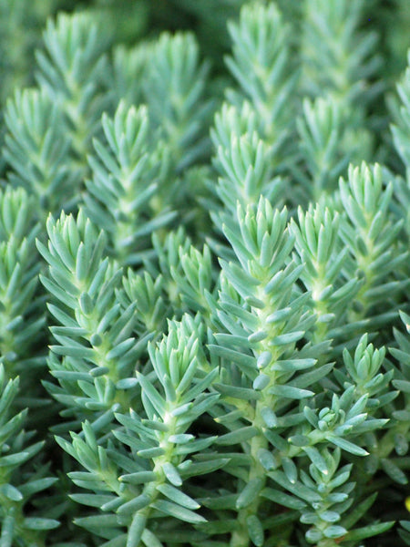 Sedum reflexum 'Blue Spruce' (Stonecrop)