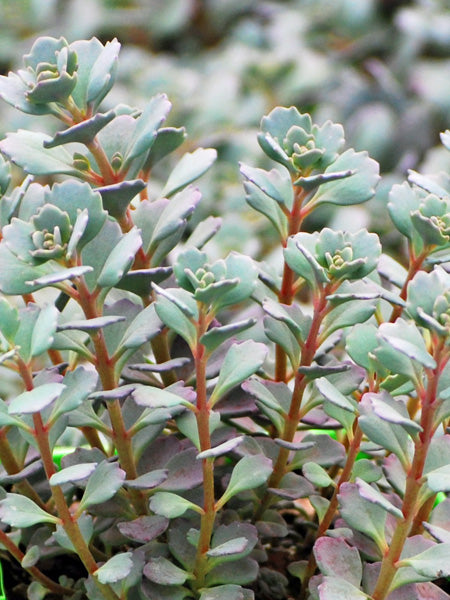 Sedum cauticola 'Lidakense' (Stonecrop)