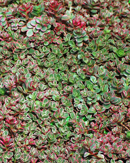 Sedum spurium 'Tricolor' (Stonecrop)