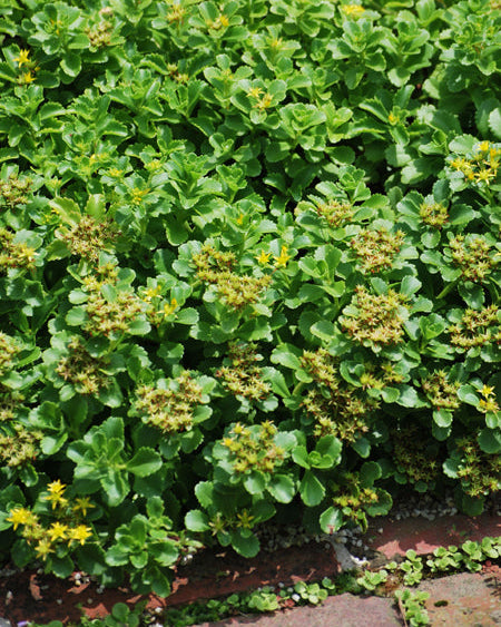 Sedum kamtschaticum (Stonecrop)