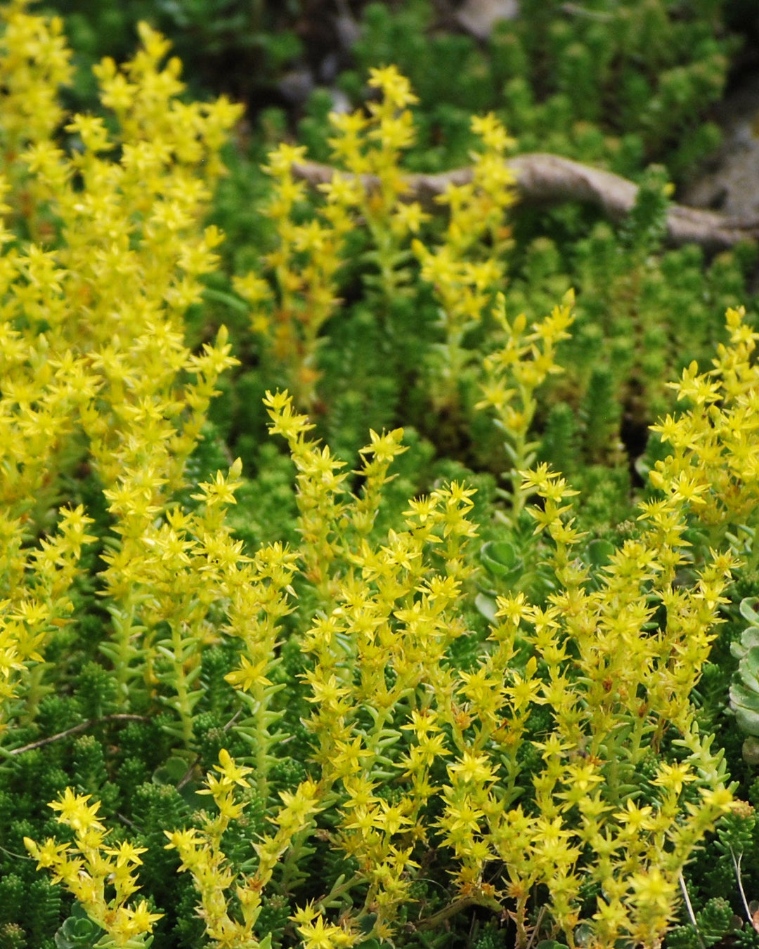 Sedum sexangulare (Watch Chain Stonecrop)