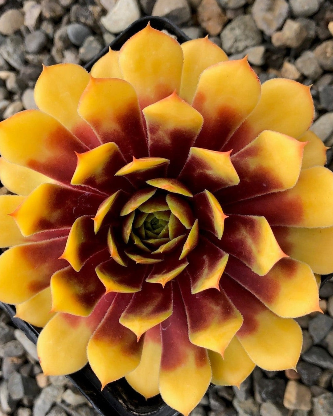 gold nugget succulent Sempervivum Chicks Charms® Gold Nugget™ (Hens and Chicks) – Perennial Farm Marketplace