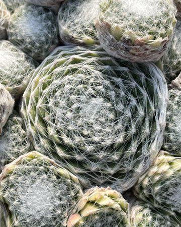Sempervivum ‘Clairchin’ (Hens and Chicks)