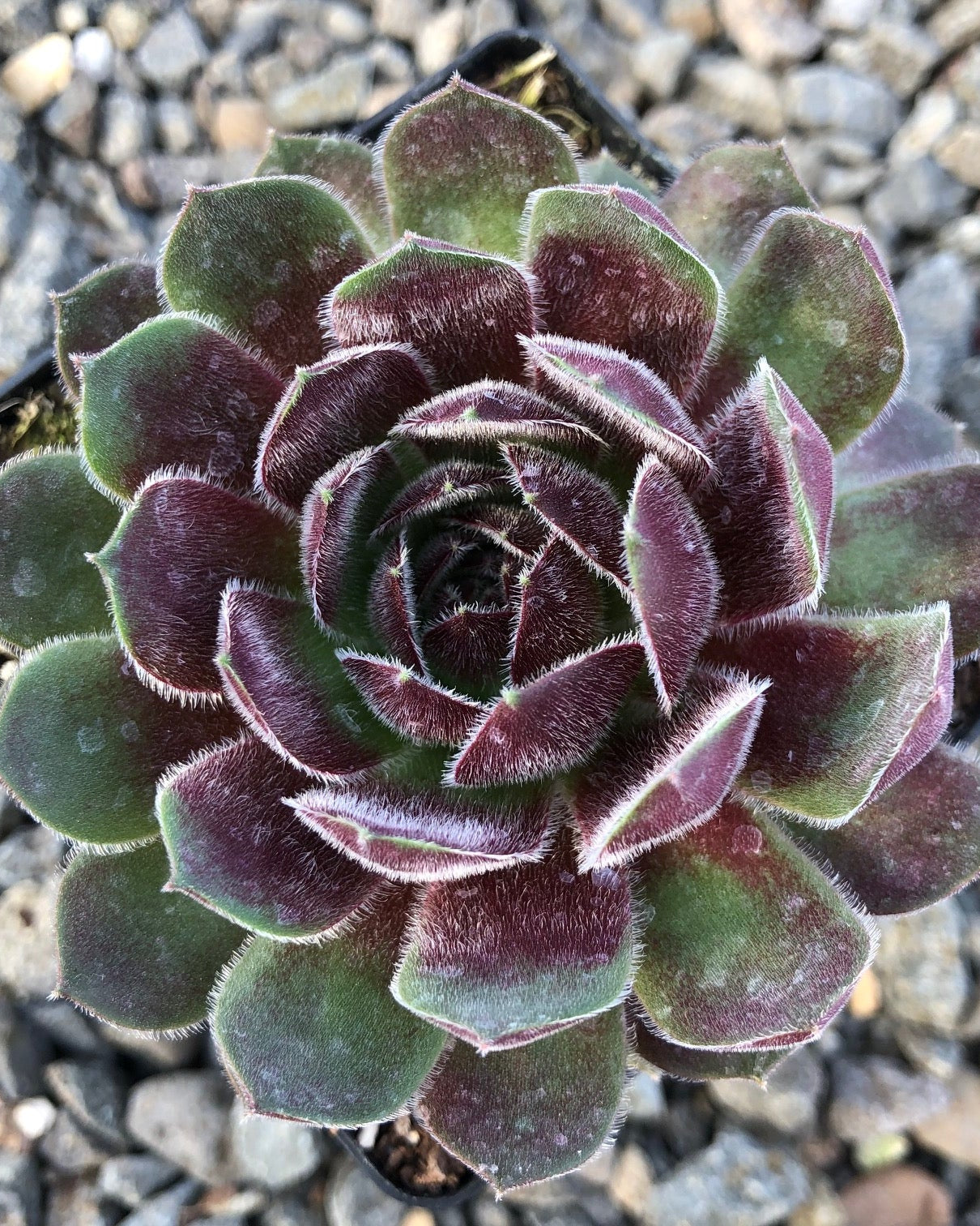 Sempervivum 'Dea' (Hens and Chicks) – Perennial Farm Marketplace