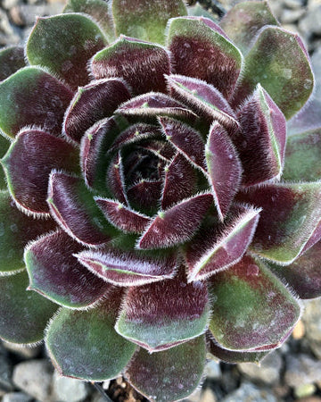 Sempervivum ‘Dea’ (Hens and Chicks)