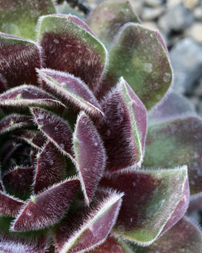 Sempervivum 'Dea' (Hens and Chicks) – Perennial Farm Marketplace