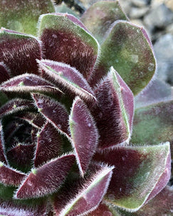 Sempervivum ‘Dea’ (Hens and Chicks)