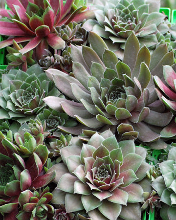 Sempervivum tectorum 'Hot Mix' (Hens and Chicks)