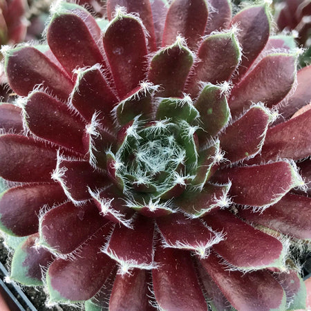 Sempervivum ‘Jade Rose’ (Hens and Chicks)
