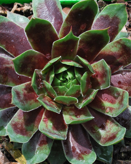 Sempervivum 'Killer' (Hens and Chicks)