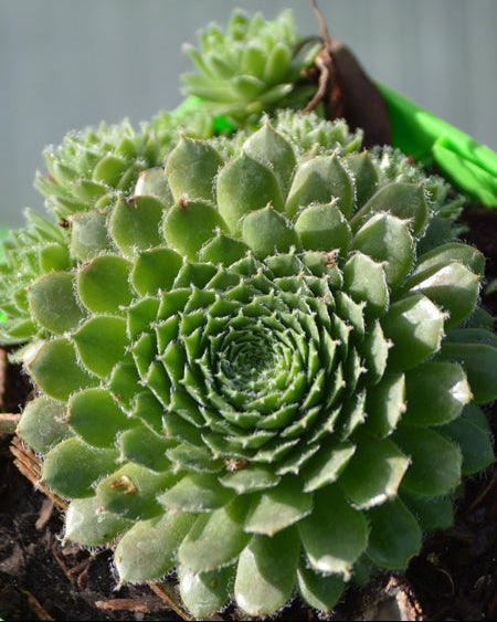 Sempervivum 'Pilioseum' (Hens and Chicks)
