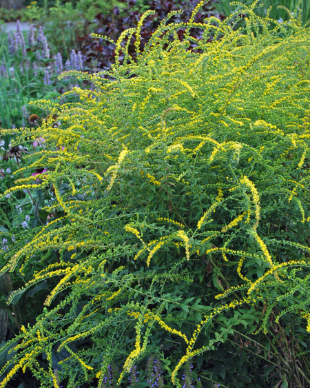 Solidago rugosa 'Fireworks' (Goldenrod)