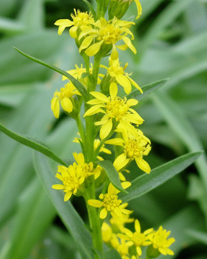 Solidago sempervirens (Seaside Goldenrod)