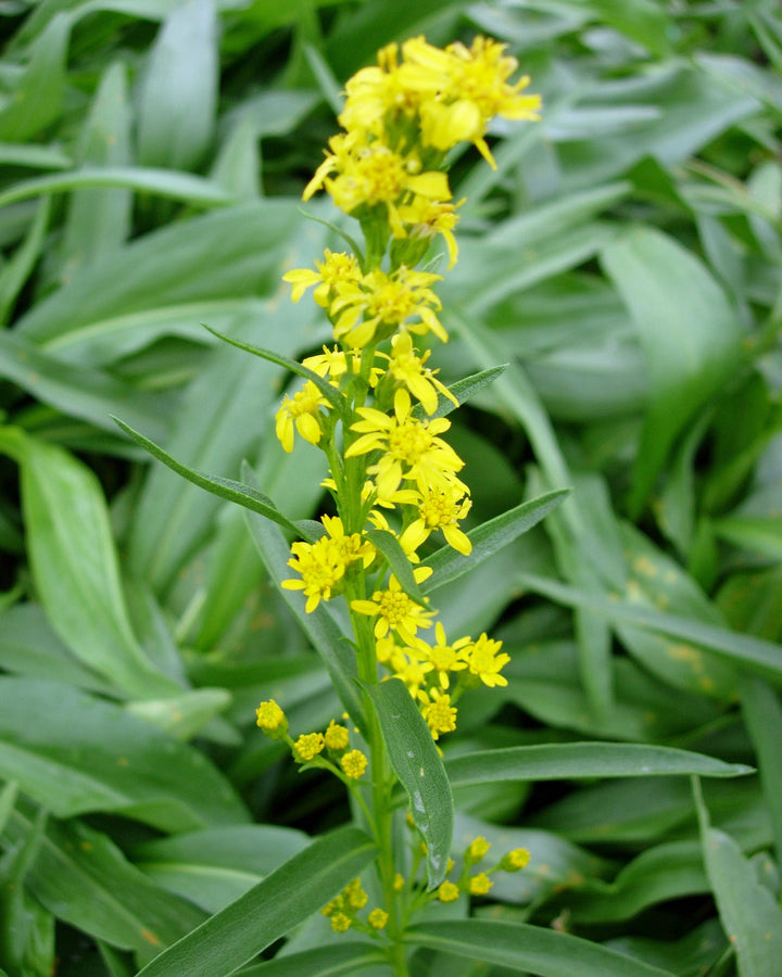 Solidago sempervirens (Seaside Goldenrod)