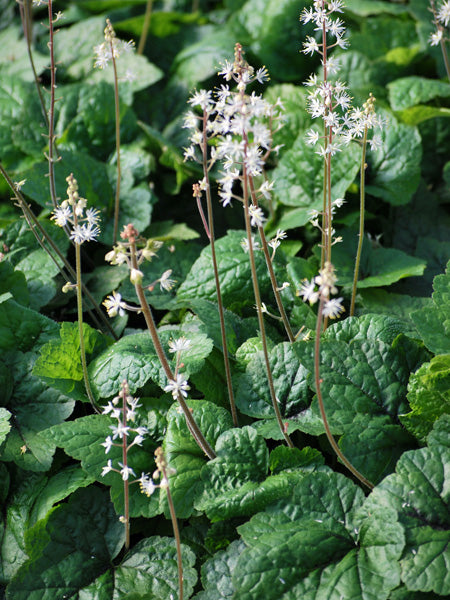 Tiarella cordifolia 'Brandywine' (Foam Flower)