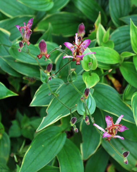 Tricyrtis formosana 'Samurai' (Toad Lily)