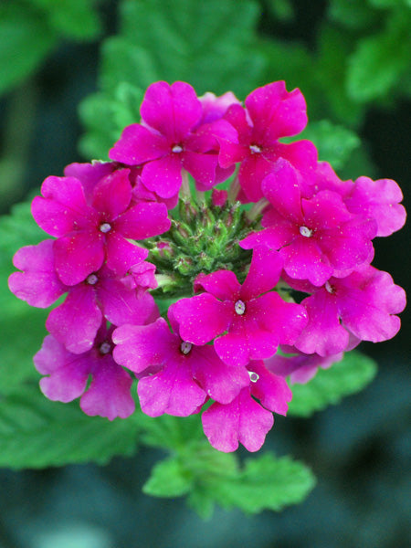 Verbena EnduraScape™ Hot Pink (Vervain)