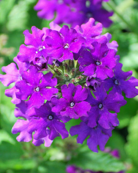 Verbena EnduraScape™ Purple (Vervain)